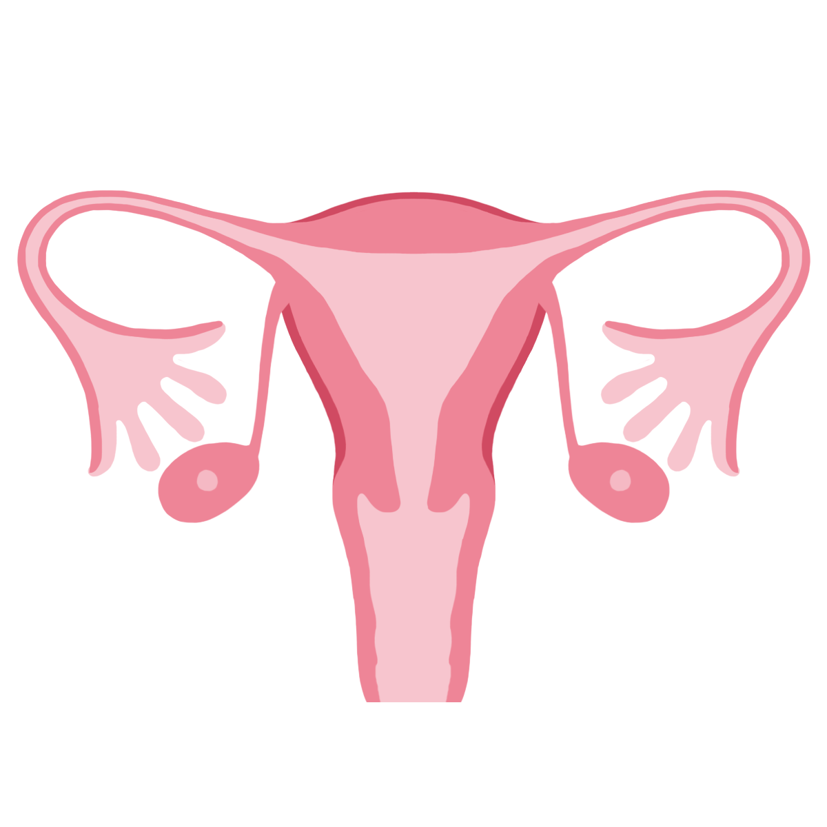 uterus-ovary-dissection-anatomy-medifellow